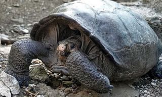 పాకిస్తాన్‌ ముర్దాబాద్‌ అంటే  చికెన్‌ లెగ్ పీస్ పై రూ. 10 తగ్గింపు