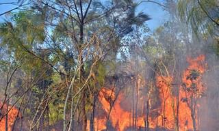 రాహుల్ పాము.. బాబు ముంగీస: కేటీఆర్