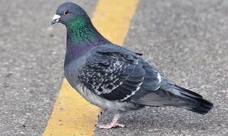 హోటల్ లోకి చిరుతపులి ప్రవేశ౦