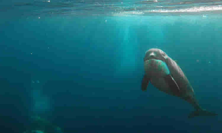 తిమింగలాలకి ఫుడ్ షేర్ చేసుకోవడం ఇష్టమట..! నిజమేనా..?