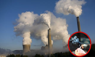 పొద్దు తిరుగుడు విత్త‌నాలతో లాభాలు