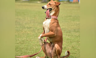 ఓ మోస్తారు లాభాలతో ముగిసిన స్టాక్ మార్కెట్లు