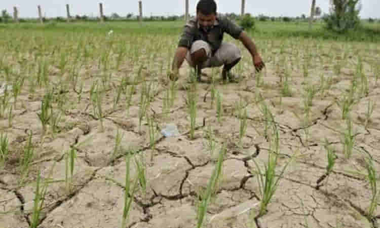 ఎండుతున్న పంటలు.. కన్నీళ్లు పెడుతున్న రైతన్న
