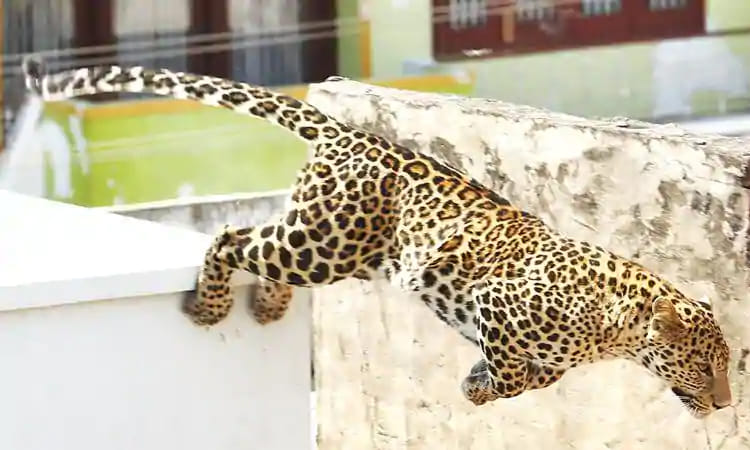 రాజస్థాన్లోని అల్వార్లో చిరుత హల్చల్