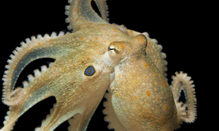 వైఎస్ వివేకానందరెడ్డి మృతిపై సిట్ ఏర్పాటు