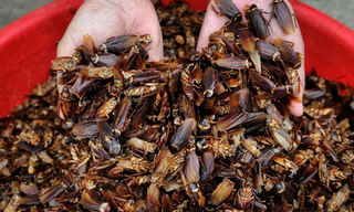 ఆప్యాయంగా పెంచుకున్న యజమాని ప్రాణాలే తీసింది