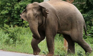 రాయ్‌చూర్ ఘటనపై మండిపడుతున్న నెటిజన్లు