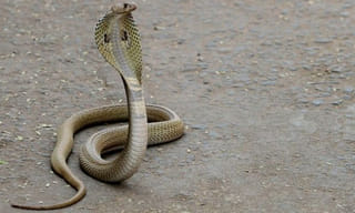 అధికారుల వేధింపులకు.. రాళ్లతో ఖైదీల జవాబు..