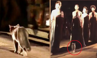 ఆ పాము భూమిలో ఎలా దాక్కుందో చూస్తారా..