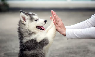 మొహం చూసి జబ్బును కనిపెట్టొచ్చు..!