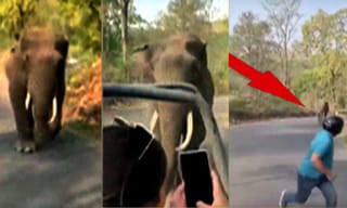 పామును మింగేసిన కప్ప.. మింగలేక.. కక్కలేక..