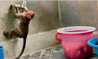 కిడారి శ్రవణ్‌ రాజీనామాకు గవర్నర్‌ ఆమోదం