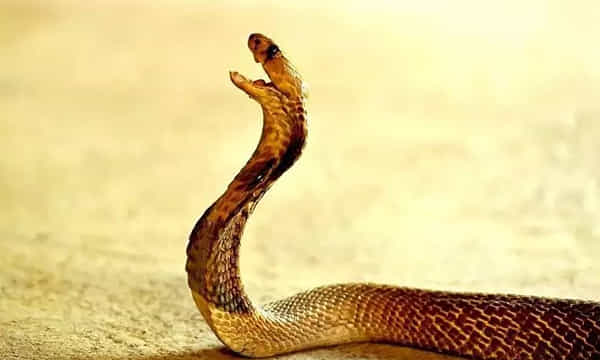 నన్నే కరుస్తావా?..పామును కరిచిన వ్యక్తి