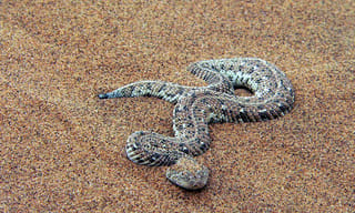 గజగజలాడించిన గజరాజు..