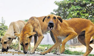 పూరీ ఆలయానికి డ్యామేజ్