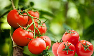 వాట్సాప్ అప్డేట్ చేసుకోకపోతే.. నష్టాలేంటి?