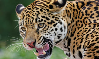 నడిరోడ్డుపై కాలి బూడిదైన కారు..