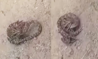 నేనొచ్చా.. తలుపు తియ్యరే..