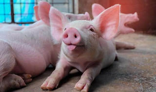 మీ పప్పీకి జ్వరముంటే మీకూ వస్తుందా?