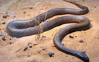 ముగ్గురు టీడీపీ నేతలకు మావోల వార్నింగ్.. లిస్టులో ఓ మంత్రి