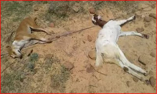 ‘ ఎలుగు మనిషి ‘ ఉదంతం తుస్సుమంది