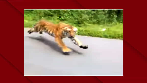 బైక్ను వెంటాడిన పులి.. వీడియో వైరల్!