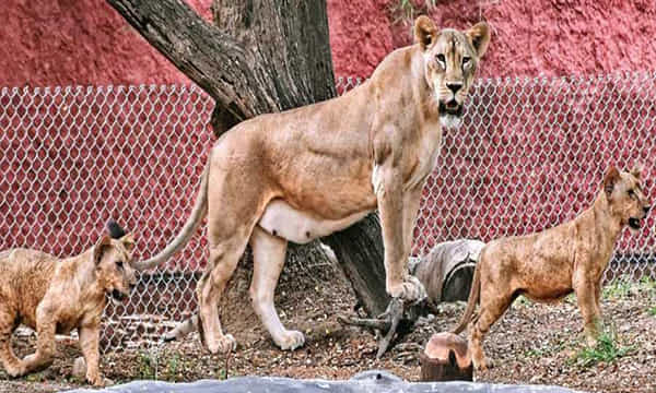 జూపార్కుల అభివృద్ధికి ZAPAT మాస్టర్ప్లాన్