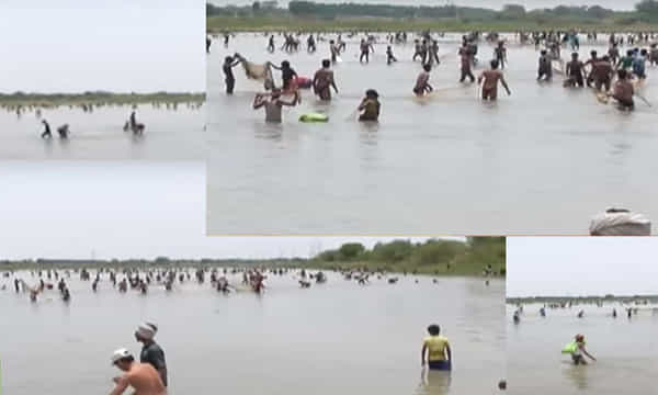 బైక్ల మీద వచ్చి.. చేపల చెరువు లూటీ..