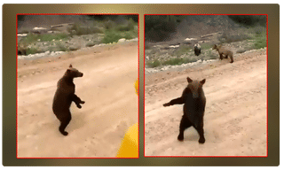 నదిలో తేలుతున్న ఐదంతస్తుల భవనం… అసలు నిజం?