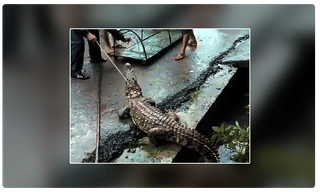 కెఫేకు తాత్కాలిక చైర్మన్‌గా ఎస్వీ రంగనాథ్