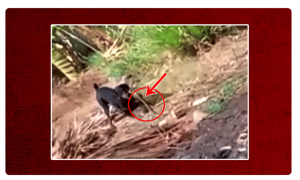 యజమాని కోసం పాముతో కుక్క ఫైటింగ్..