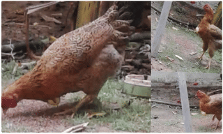 పిల్లి తెచ్చిన తంటా!..సీసీ కెమెరా పెడితే కానీ అర్థం కాలేదు!