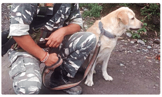 చట్టాలా..లేక పిజ్జాలా.. ఏంటలా..?