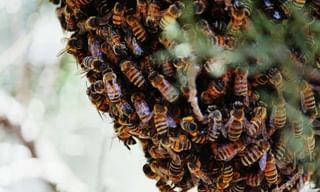 బాటిల్ క్యాప్ ఛాలెంజ్..మీరు చేయగలరా?