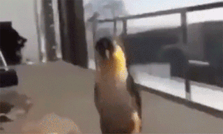 భారత్-పాక్.. అందాల ప్రేమపక్షులు