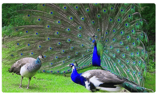 మళ్లీ తిరిగివస్తా.. యూపీ పోలీసుల తీరుపై మండిపడ్డ ప్రియాంకా