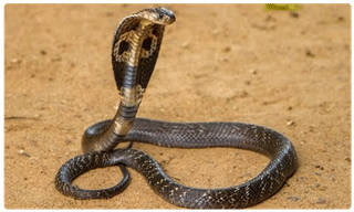 హోంగార్డుపై ఆమంచి రాజేంద్ర తిట్ల పురాణం