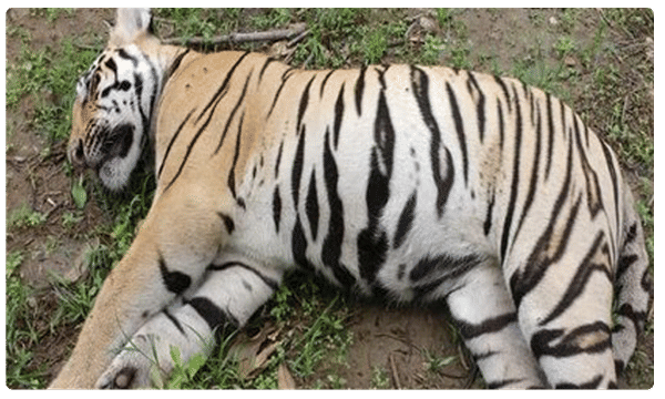 మహారాష్ట్ర అడవిలో తల్లితో పాటు అవి కూడా ..