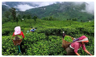 రాజన్నసిరిసిల్ల జిల్లాలో తొలి కరోనా పాజిటివ్ కేసు