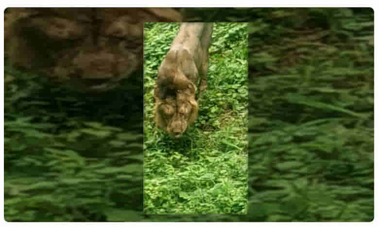 పాపం సింహం.. ఆకలికి తట్టుకోలేక .. వీడియో వైరల్