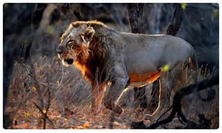 కంగ్రాట్స్ సింధు: హరీష్‌ రావు