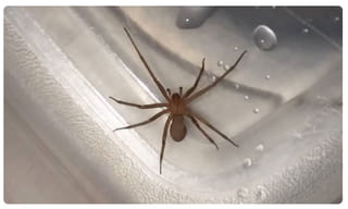 ఛత్తీస్‌గఢ్‌లో ఎన్‌కౌంటర్… ఐదుగురు మావోయిస్టులు మృతి