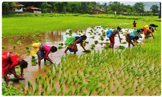ట్రాక్టర్ లో కుషన్డ్ సోఫాపై రాహుల్, వారెవా ! కేంద్ర మంత్రి ‘పురి’ సెటైర్ !