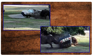 పాపం సింహం.. ఆకలికి తట్టుకోలేక ..  వీడియో వైరల్