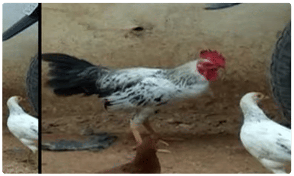 ఈ కోడిపుంజు చాలా డేంజర్ గురూ... ఏం చేసిందో చూడండి.!