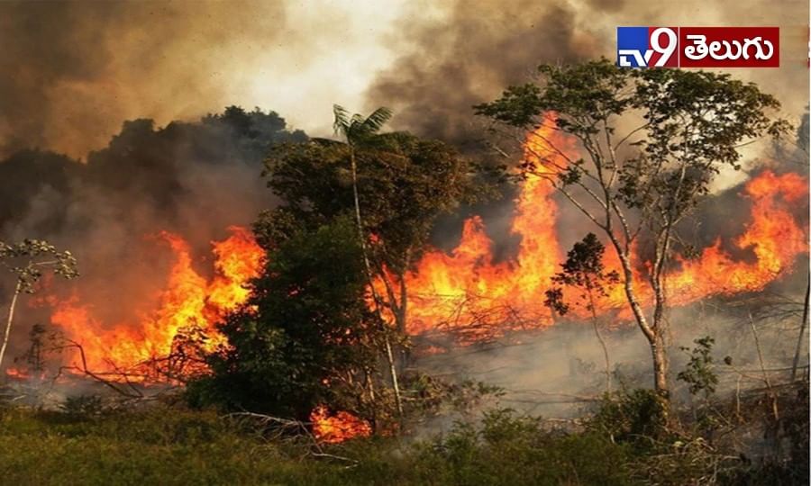 Amazon Rainforest Fire: తగలబడుతున్న అమెజాన్ ఫారెస్ట్..
