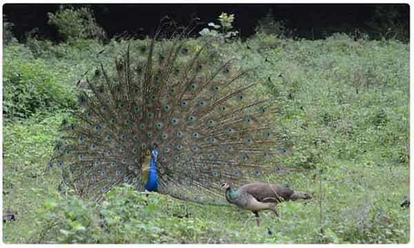 మయూర నాట్యమంటే ఇదే...