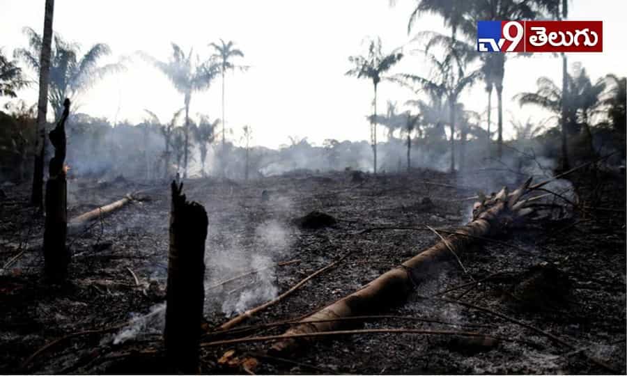 Amazon Rainforest Fire: తగలబడుతున్న అమెజాన్ ఫారెస్ట్..