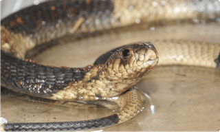 అధ్యక్షుని ఎన్నిక ఇప్పుడే కాదు.. కాంగ్రెస్ లో ఇక జోనల్ కమిటీలు..