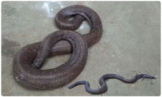 కారుతో ‘ కయ్యం ‘…కుమ్మేసిన ఖడ్గమృగం